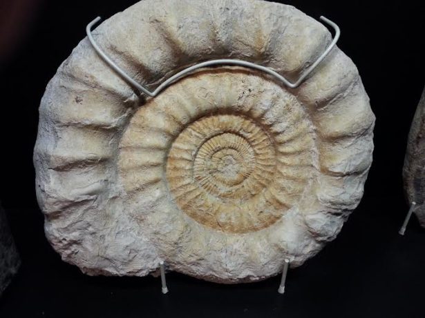 Fossilien 1