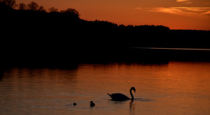 Igelsbachsee Schwanenfamilie