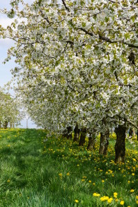 Kirschblüte Kalbensteinberg