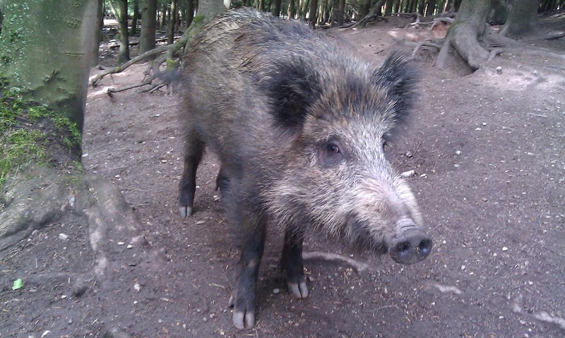 Wildschweingehege 1