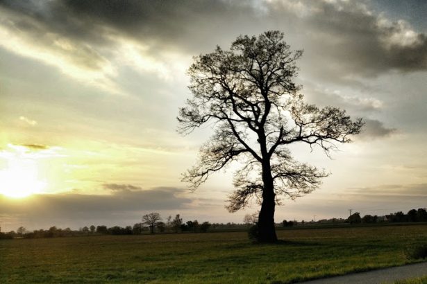 Wolkig mit Baum