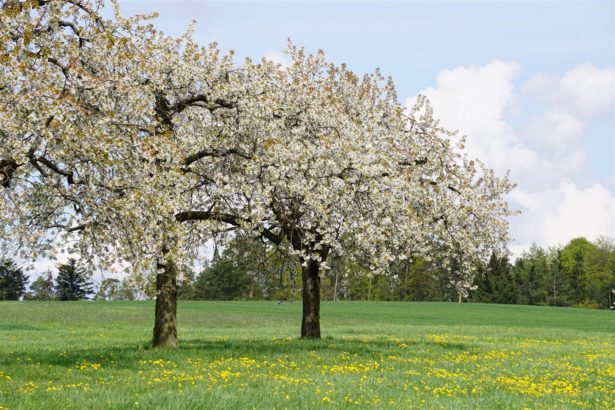 kirschblueten-wanderung-kalbensteinberg-2